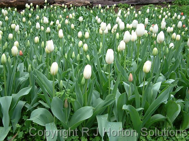 Tulips White